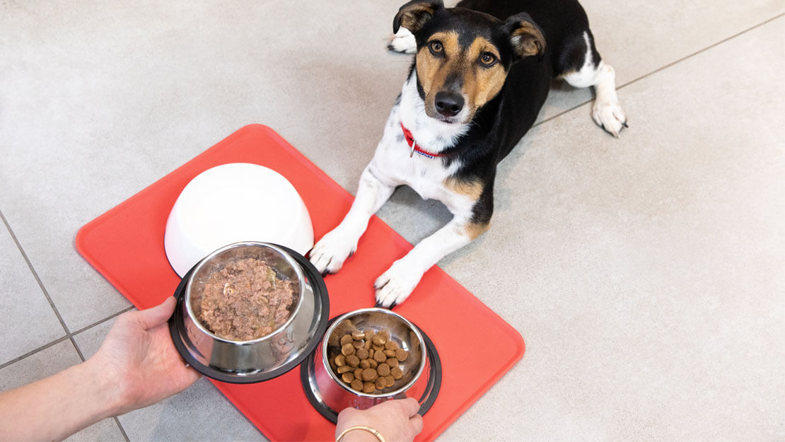 Wet Dog Food Expertly Crafted Dog Meals Purina UK